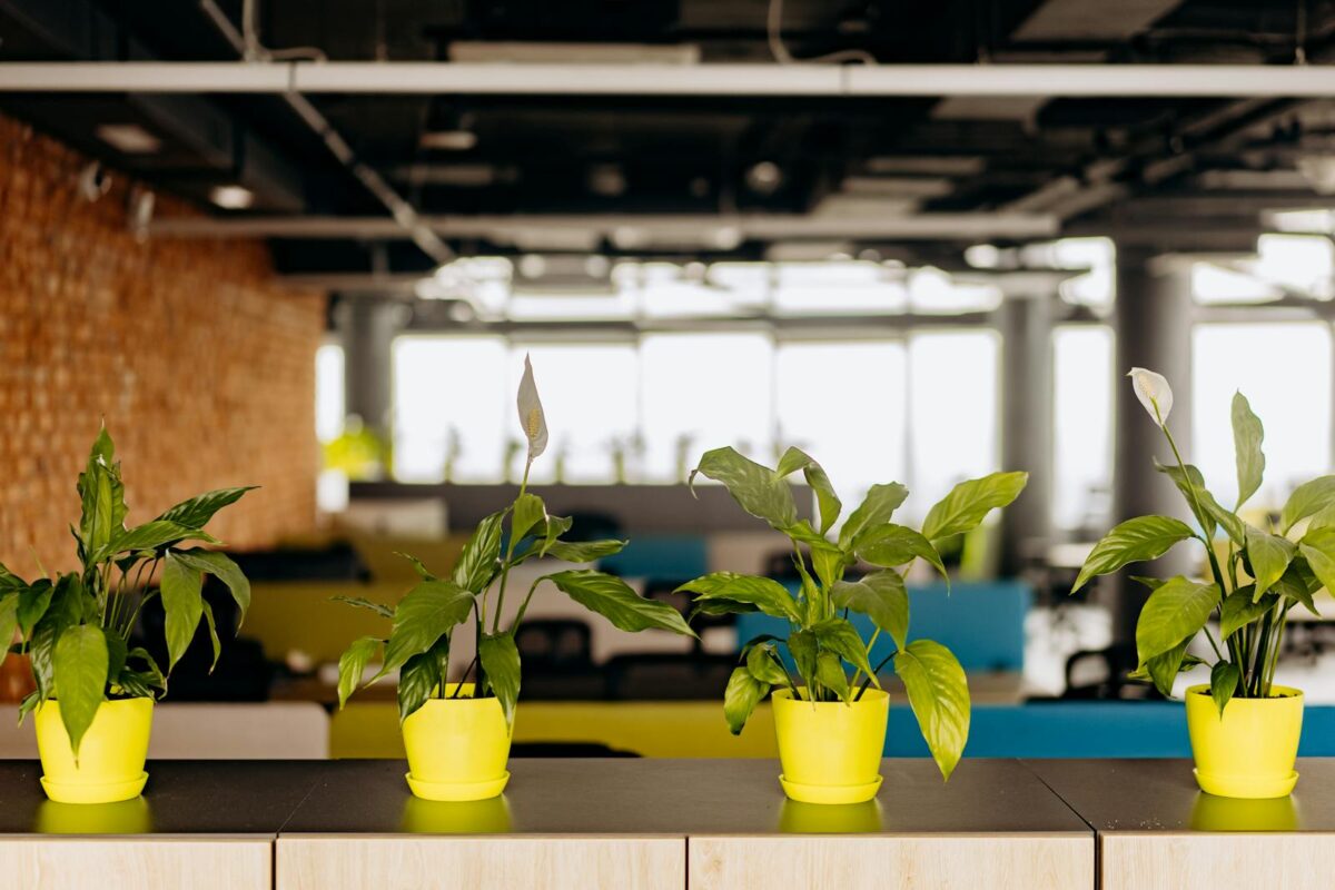 Bright office plants creating a serene workspace atmosphere.
